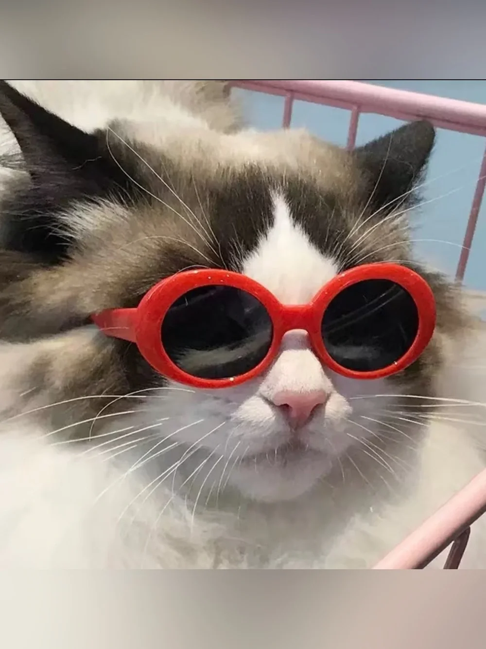 Red Oval Pet Sunglasses for Cats & Small Dogs Costume Glasses New